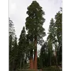 Le séquoia géant présente une **silhouette conique** et des **branches latérales légères**, qui peuvent perdre leurs branches inférieures en raison de l'ombrage des arbres voisins, laissant un tronc nu sur une grande partie de sa hauteur.
