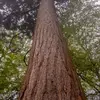 Avec l'âge, la croissance en hauteur ralentit, et l'arbre s'épaissit davantage.