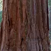 L'**écorce** du séquoia géant est **rouge orangé**, **très épaisse**, et peut atteindre **90 centimètres** à la base du tronc des plus grands arbres.