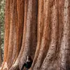 Elle est **fibreuse et crevassée verticalement**, offrant une protection exceptionnelle contre les incendies, un avantage essentiel dans son habitat naturel où les feux de forêt jouent un rôle crucial dans la régénération des séquoias.