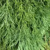 Les **feuilles** du séquoia géant sont des **aiguilles persistantes**, de forme **pointue** et **imbriquées en spirale** autour de la tige.