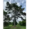 En dehors de son aire d'origine, il s'est naturalisé dans plusieurs régions, notamment en **Nouvelle-Angleterre** et dans les **États des Grands Lacs** aux États-Unis.