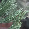 Elles mesurent de **3 à 15 millimètres** de long et ont une couleur **vert grisâtre**.