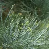 Les **fleurs mâles** du séquoia géant sont **minuscules et jaunâtres**, situées à l'extrémité des rameaux, et apparaissent de **mars à avril**.