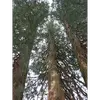 Le **séquoia géant** est **endémique des montagnes de la Sierra Nevada** en Californie, où il pousse dans des forêts couvrant environ **14 416 hectares** à des altitudes entre **1 500 et 2 100 mètres**.