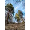 Introduit en **Europe au XIXe siècle**, on le trouve maintenant principalement dans les **parcs et jardins** à travers le continent, souvent en dehors de son habitat naturel.