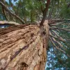 Bien qu'il ne soit pas l'arbre le plus haut du monde (cette distinction revient au **Sequoia sempervirens**, qui peut dépasser **115 mètres**), le séquoia géant détient le record du **plus grand volume** et peut vivre plus de **3 000 ans**.