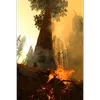 Les séquoias géants ont une relation unique avec le feu : leurs cônes s'ouvrent sous l'effet de la chaleur intense des incendies, libérant ainsi leurs graines dans des conditions idéales pour la germination.