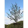 Les jeunes arbres présentent souvent un aspect **épineux** et peuvent aussi adopter une **forme buissonnante**.