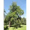 Le tronc est souvent **court, tordu et courbe**, tandis que la **couronne** est constituée de branches denses, parfois pourvues d'épines, formant une silhouette rappelant un **parasol**.
