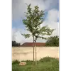 Ses **rameaux** peuvent être légèrement épineux, une caractéristique qui disparaît souvent à mesure que l'arbre vieillit.