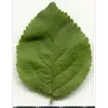 Les **feuilles** du pommier sauvage sont **brillantes, plissées**, avec des **petites dents arrondies** sur les bords.