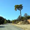 Parmi ses sous-espèces, le **Pin de Salzmann** (Pinus nigra subsp. salzmannii) est particulièrement résistant à la sécheresse et étudié pour le **reboisement** face au changement climatique.