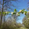 Elles sont **alternes, ovales-elliptiques**, avec peu de poils, contrairement à certaines espèces de pommiers cultivés, ce qui les rend **glabres** ou presque **sans poils**.