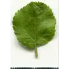 Les feuilles jeunes sont **tomenteuses** (avec des poils courts et denses) mais deviennent **glabres** avec l'âge, donnant un aspect lisse et brillant.