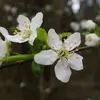 Les **fleurs** du pommier sauvage sont **blanc-rose** et fleurissent de **fin avril à mi-mai**, disposées en **ombelles**.