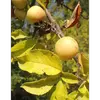 Les **pommes** produites par cet arbre sont des **faux-fruits** d’un diamètre de **2 à 4 centimètres**, souvent **dures et petites** avec une saveur **très acide**.