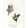 Leur couleur varie du **jaune-vert au rougeâtre** sur la face exposée au soleil.
