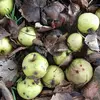 Les pommes tombent généralement au sol en hiver, fournissant de la nourriture à diverses espèces animales.