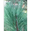 Le **Pin laricio** (Pinus nigra subsp. laricio), originaire de Corse, se distingue par ses aiguilles **plus longues** et son écorce **plus claire**.