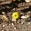 Les fruits sont aussi connus pour leur **acidité** et leur petite taille (généralement **moins de 6 centimètres de diamètre**), et sont souvent consommés par les oiseaux et les mammifères comme les sangliers.