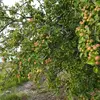 Il préfère les **sols riches en éléments nutritifs et légèrement humides**, et est typiquement **héliophile**, favorisant les zones bien éclairées.