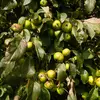 Le pommier sauvage est généralement peu présent dans le sud de l'Europe, bien qu'il soit parfois cultivé pour des raisons ornementales ou écologiques.