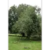 En France, il est souvent disséminé dans les bois et forêts, mais rare en milieu méditerranéen.