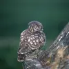 Le pommier sauvage joue un rôle important dans l'écosystème en tant qu'abri pour de nombreuses espèces animales, y compris des oiseaux cavernicoles comme la **Chevêche d’Athéna** et diverses espèces de chauves-souris.