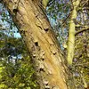 Le bois de cet arbre, bien que peu utilisé à des fins commerciales aujourd'hui, a une **grande valeur écologique** en raison de son rôle dans la préservation de la biodiversité et comme habitat pour les espèces locales.