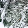 Le **pin noir** est extrêmement résistant aux conditions difficiles, incluant le froid intense (jusqu'à -30 °C pour certaines sous-espèces), la sécheresse, la pollution atmosphérique, et les sols pauvres et érodés, ce qui en fait un choix idéal pour le **reboisement** et la **restauration des terrains**.