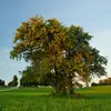 En Europe, des efforts de **conservation** et de **replantation** sont en cours pour protéger cette espèce rare, avec des initiatives de plantations en forêt et dans les zones alluviales.