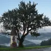 Le **Pyrus communis**, ou poirier commun, est un arbre fruitier de **taille petite à moyenne**, pouvant atteindre jusqu'à **20 mètres de hauteur**.