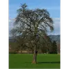 La **longévité** du poirier peut atteindre **300 ans**, bien que les arbres cultivés pour les fruits soient généralement plus jeunes.