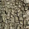 À mesure que l'arbre vieillit, son écorce **se craquelle en petits carrés**, une caractéristique qui facilite son identification par rapport à d'autres arbres fruitiers.