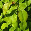 Les feuilles sont généralement **alternes**, et leur **surface luisante** reflète bien la lumière, un trait distinctif du poirier.