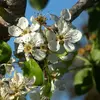 Les **fleurs** du poirier sont **blanches** et apparaissent après celles des pommiers, généralement en **avril et mai**.