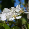 Elles sont regroupées en **ombelles de 1 à 12 fleurs**.