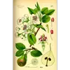 Le **fruit**, la poire, varie en taille et en forme selon les cultivars.