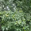 La **floraison** se déroule de **avril à mai**, et la **fructification** a lieu de **août à octobre**, selon le climat et les conditions locales.