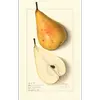 Les poires, classées comme fruits **pomacés**, combinent une partie vraie (ovaire) et une partie faux-fruit (conceptacle), un trait partagé avec d'autres fruits des Rosacées comme les pommes.