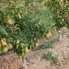 **Pyrus communis** est originaire des **régions tempérées d'Europe et d'Asie de l'Ouest**, mais il est maintenant cultivé et naturalisé dans de nombreuses régions du monde.