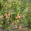 On le trouve principalement dans les **jardins et vergers**, où il est cultivé pour ses fruits.