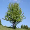 Le poirier existe aussi à l'état sauvage, notamment sous forme de poiriers sauvages **Pyrus pyraster** en Europe tempérée.
