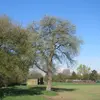 Le poirier est bien adapté aux climats tempérés et peut être trouvé à l'état sauvage ou cultivé dans des régions aussi diverses que l'Europe, l'Asie, et certaines parties de l'Afrique du Nord.