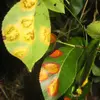 Malgré sa valeur agricole et économique, le poirier est sensible à plusieurs maladies et ravageurs, comme le **feu bactérien** (causé par *Erwinia amylovora*) et la **rouille grillagée** (provoquée par *Gymnosporangium sabinae*).