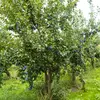 **Prunus domestica**, également connu sous le nom de **prunier domestique** ou **prunier cultivé**, est un **petit arbre domestique** pouvant atteindre **10 mètres** de hauteur.