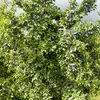 C'est un arbre de taille moyenne, avec une hauteur typique entre **3 et 8 mètres**.