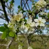 Les **branches** sont souvent couvertes de **fleurs blanches** qui apparaissent tôt au printemps, avant les feuilles.