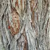 L'écorce peut présenter des fissures plus profondes, offrant un aspect texturé, ce qui la distingue des autres arbres fruitiers.